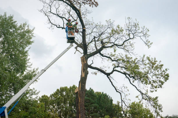 Professional Tree Care  in West Milton, OH